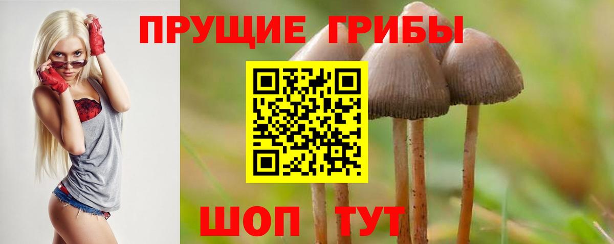Псилоцибиновые грибы ЛСД  Вход с VPN  Оренбург  Псилоцибиновые грибы Psilocybe 
